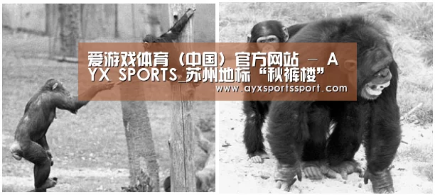 爱游戏体育(中国)官方网站 - AYX SPORTS_苏州地标“秋裤楼”烂尾11年(图2) 爱游戏体育(中国)官方网站 - AYX SPORTS下载